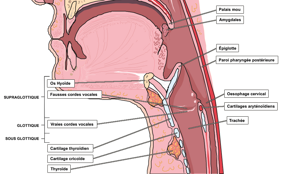 Anatomie pharynx
